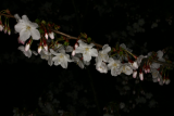Prunus nipponica var. kurilensis 'Brilliant' RCP4-10 144.jpg